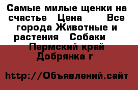 Самые милые щенки на счастье › Цена ­ 1 - Все города Животные и растения » Собаки   . Пермский край,Добрянка г.